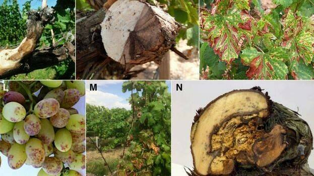 Viña Madera|Viña enfermedades madera|Plant Diseases